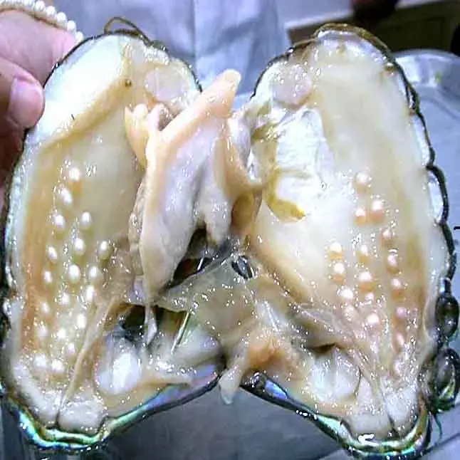 Oyster with Pearls